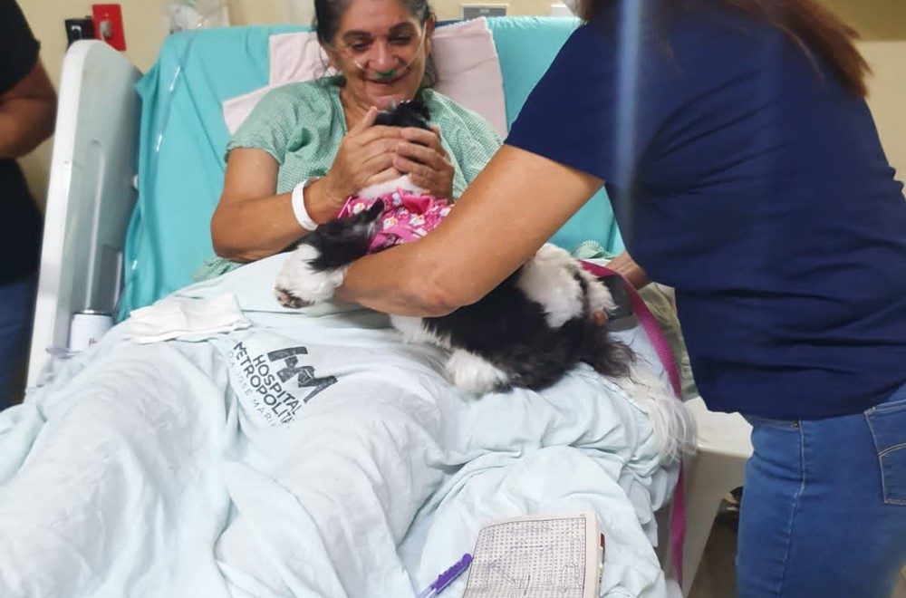 Hospital de João Pessoa retoma terapia com cães para ajudar recuperação de pacientes
